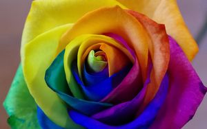 Preview wallpaper rose, rainbow, bud, colorful