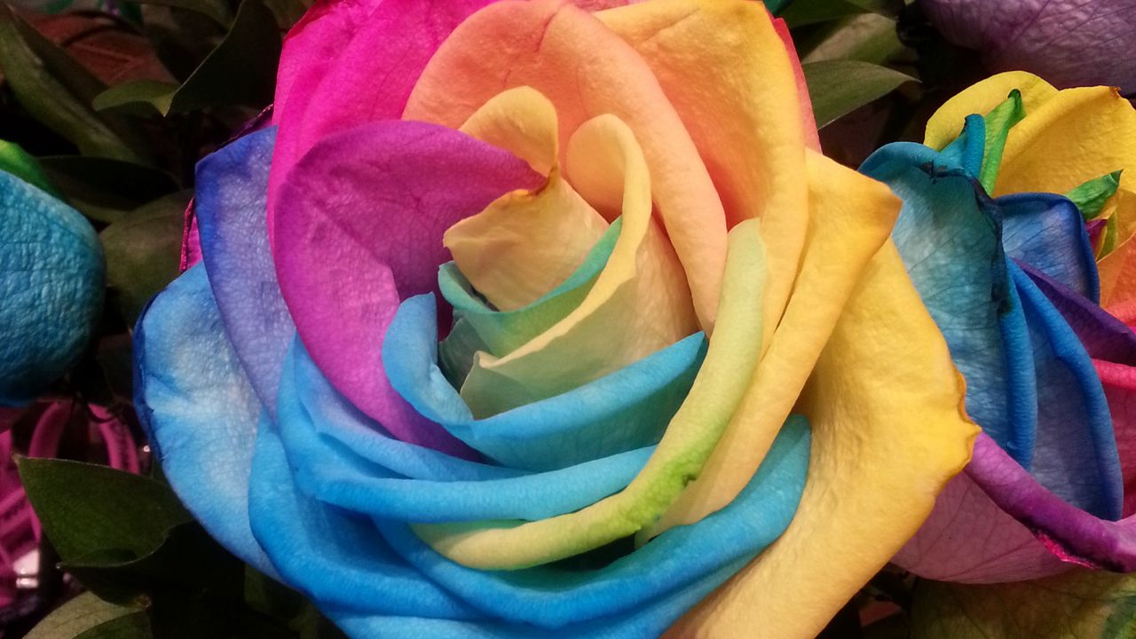 Wallpaper rose, rainbow, multicolored