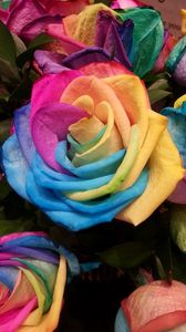 Preview wallpaper rose, rainbow, multicolored