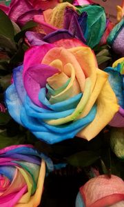Preview wallpaper rose, rainbow, multicolored