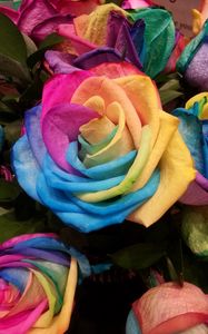 Preview wallpaper rose, rainbow, multicolored