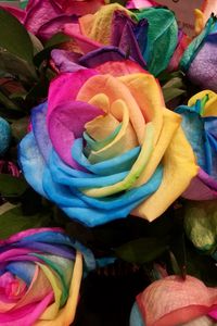 Preview wallpaper rose, rainbow, multicolored