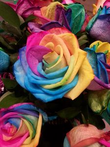 Preview wallpaper rose, rainbow, multicolored