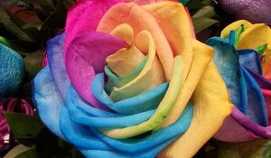 Preview wallpaper rose, rainbow, multicolored