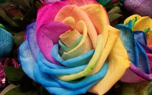 Preview wallpaper rose, rainbow, multicolored