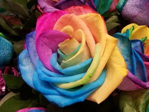 Preview wallpaper rose, rainbow, multicolored
