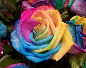 Preview wallpaper rose, rainbow, multicolored