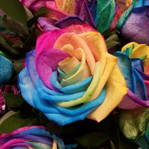 Preview wallpaper rose, rainbow, multicolored