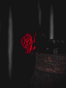 Preview wallpaper rose, red, black, contrast, flower