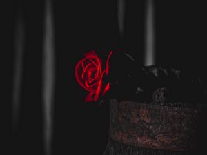 Preview wallpaper rose, red, black, contrast, flower