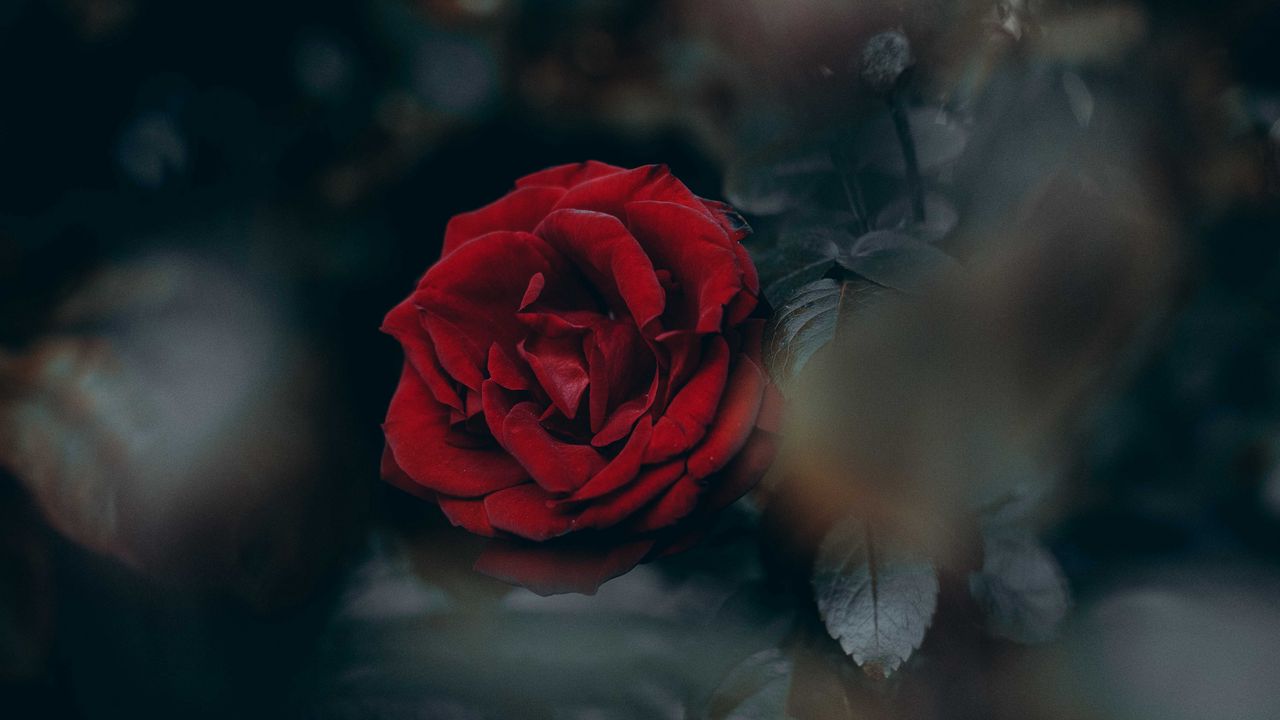 Wallpaper rose, red, blur, bud