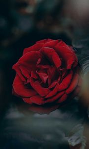 Preview wallpaper rose, red, blur, bud