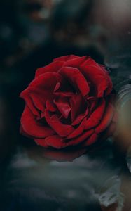 Preview wallpaper rose, red, blur, bud