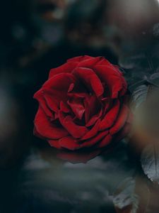 Preview wallpaper rose, red, blur, bud