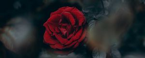 Preview wallpaper rose, red, blur, bud