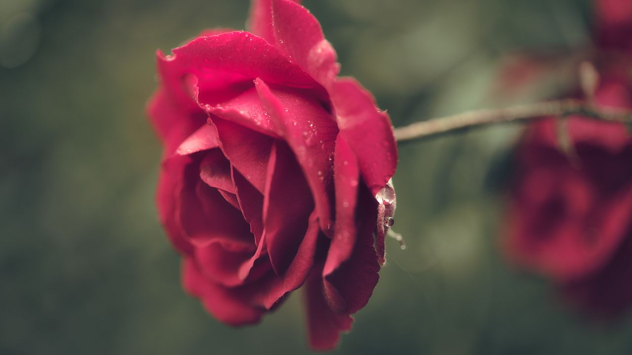 Wallpaper rose, red, blur, macro