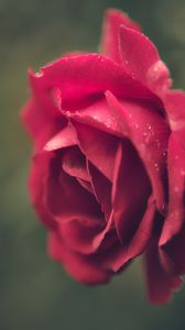 Preview wallpaper rose, red, blur, macro