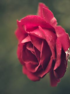 Download wallpaper 240x320 rose, red, blur, macro old mobile, cell ...