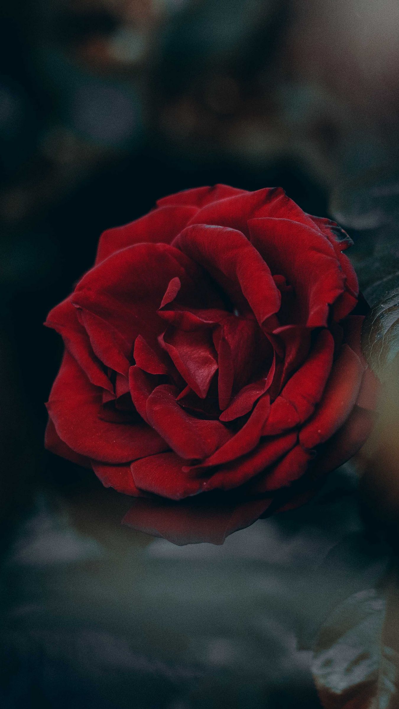 Download wallpaper 1350x2400 rose, red, blur, bud iphone 8+/7+/6s+/6 ...