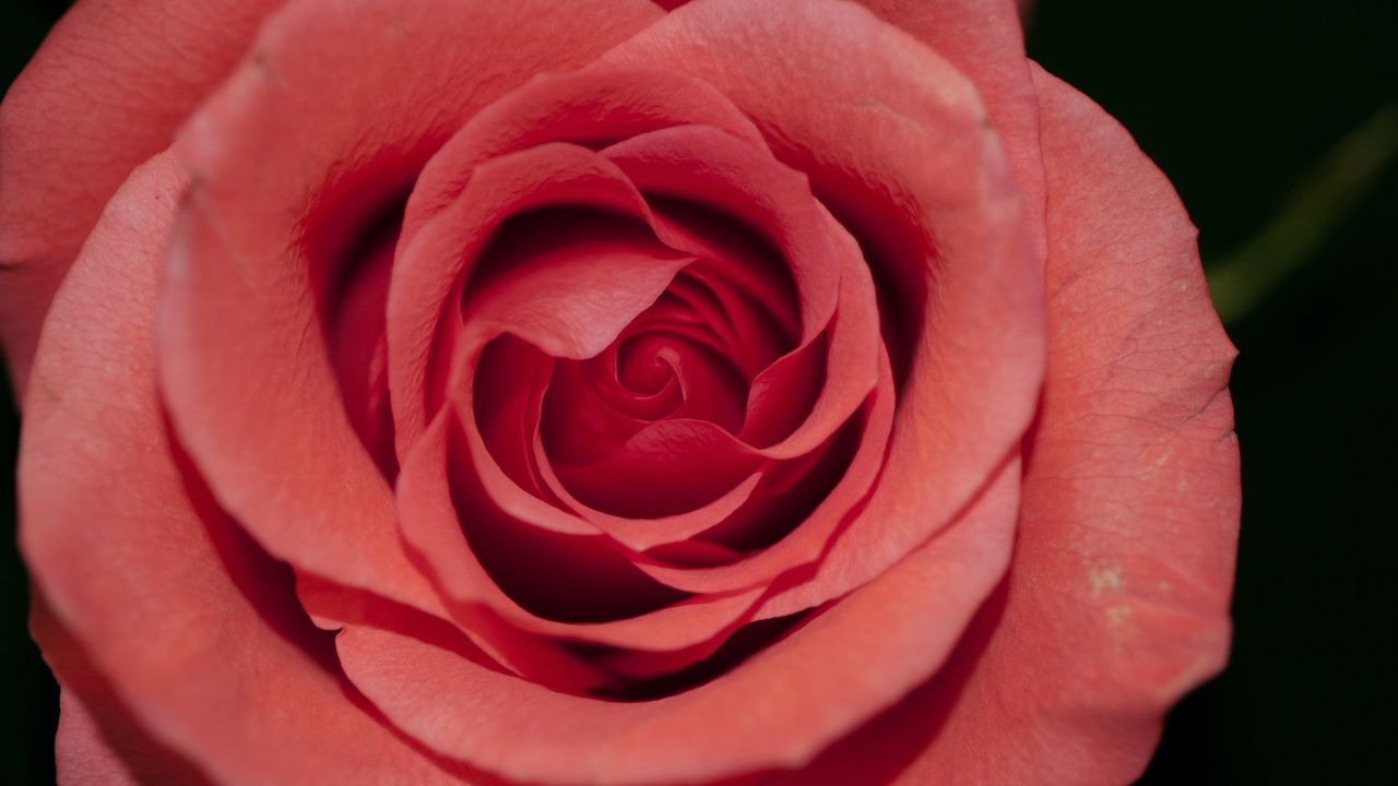 Wallpaper rose, red, bud, petals