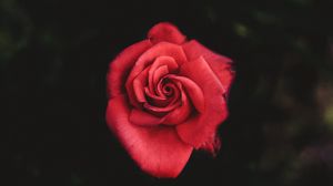 Preview wallpaper rose, red, bud, petals