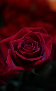 Preview wallpaper rose, red, bud, close-up