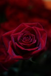 Preview wallpaper rose, red, bud, close-up