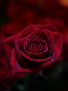Preview wallpaper rose, red, bud, close-up