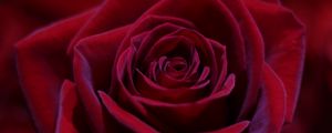 Preview wallpaper rose, red, bud, close-up