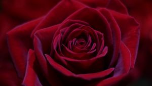 Preview wallpaper rose, red, bud, close-up