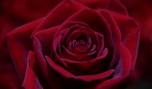 Preview wallpaper rose, red, bud, close-up