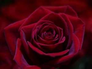 Preview wallpaper rose, red, bud, close-up