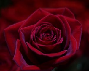 Preview wallpaper rose, red, bud, close-up