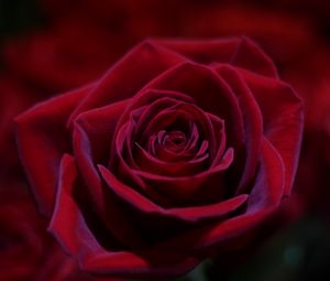 Preview wallpaper rose, red, bud, close-up
