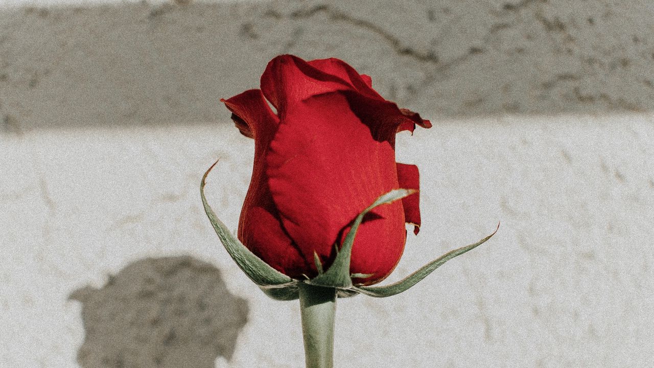 Wallpaper rose, red, bud, stem