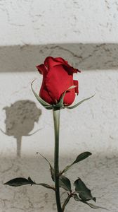 Preview wallpaper rose, red, bud, stem