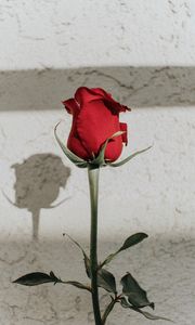 Preview wallpaper rose, red, bud, stem