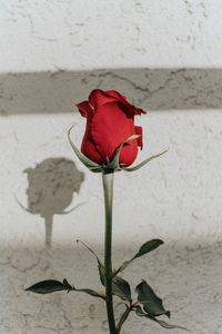 Preview wallpaper rose, red, bud, stem