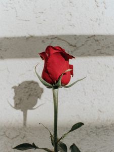 Preview wallpaper rose, red, bud, stem