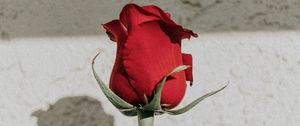 Preview wallpaper rose, red, bud, stem