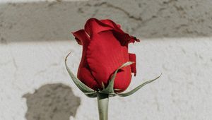 Preview wallpaper rose, red, bud, stem