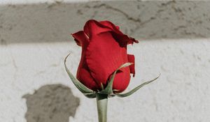 Preview wallpaper rose, red, bud, stem