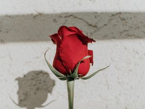Preview wallpaper rose, red, bud, stem