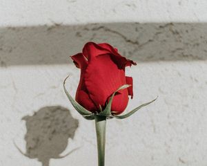 Preview wallpaper rose, red, bud, stem