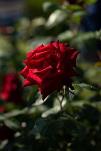 Preview wallpaper rose, red, bud, blur, flowerbed