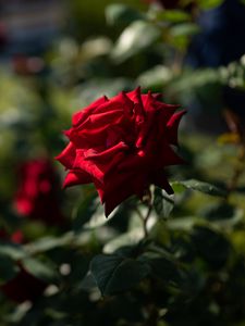 Preview wallpaper rose, red, bud, blur, flowerbed