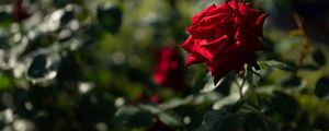Preview wallpaper rose, red, bud, blur, flowerbed