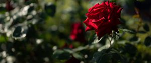 Preview wallpaper rose, red, bud, blur, flowerbed