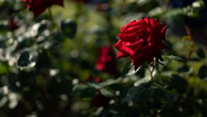 Preview wallpaper rose, red, bud, blur, flowerbed