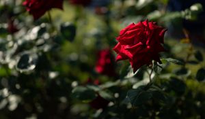 Preview wallpaper rose, red, bud, blur, flowerbed